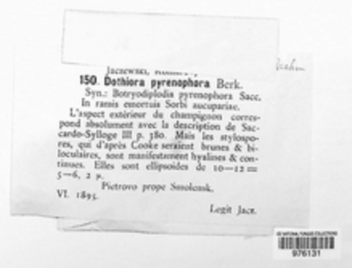 Dothiorella pyrenophora image